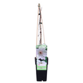 Clematis 'Miss Bateman' (Waldrebe) – Ø15 cm, 65 cm hoch