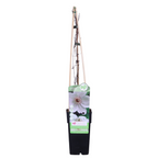 Clematis 'Miss Bateman' (Waldrebe) – Ø15 cm, 65 cm hoch
