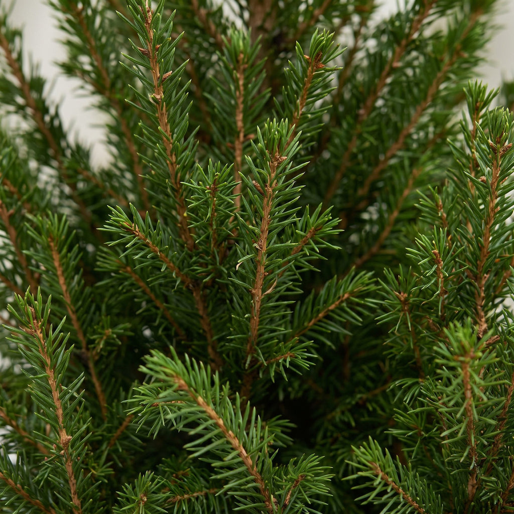 4× Picea glauca Conica (kerstboompje) in jute zak – Ø17 cm, 65 cm hoog