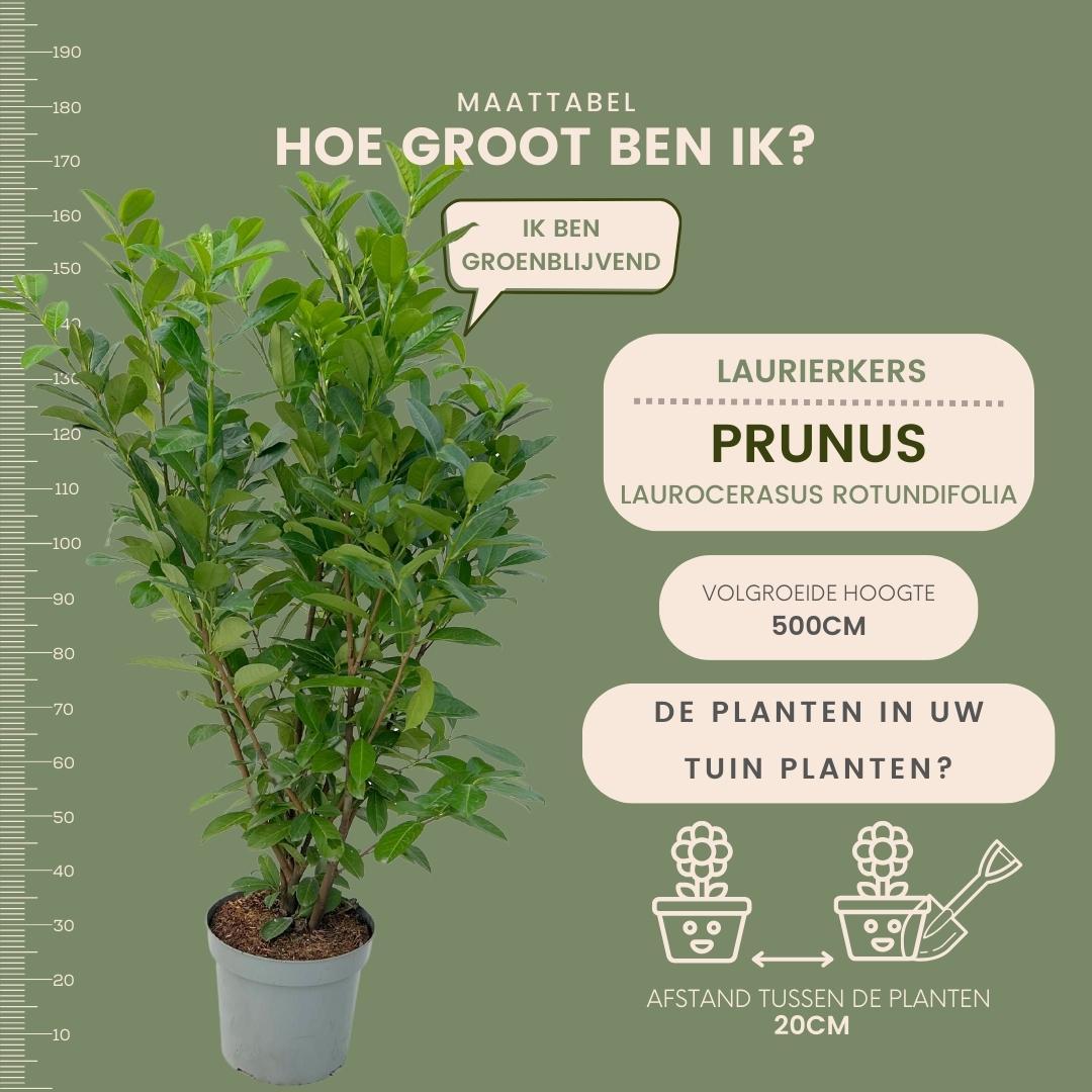 Kirschlorbeer (Prunus laurocerasus) – Ø35 cm, 125–150 cm hoch – Bild 5