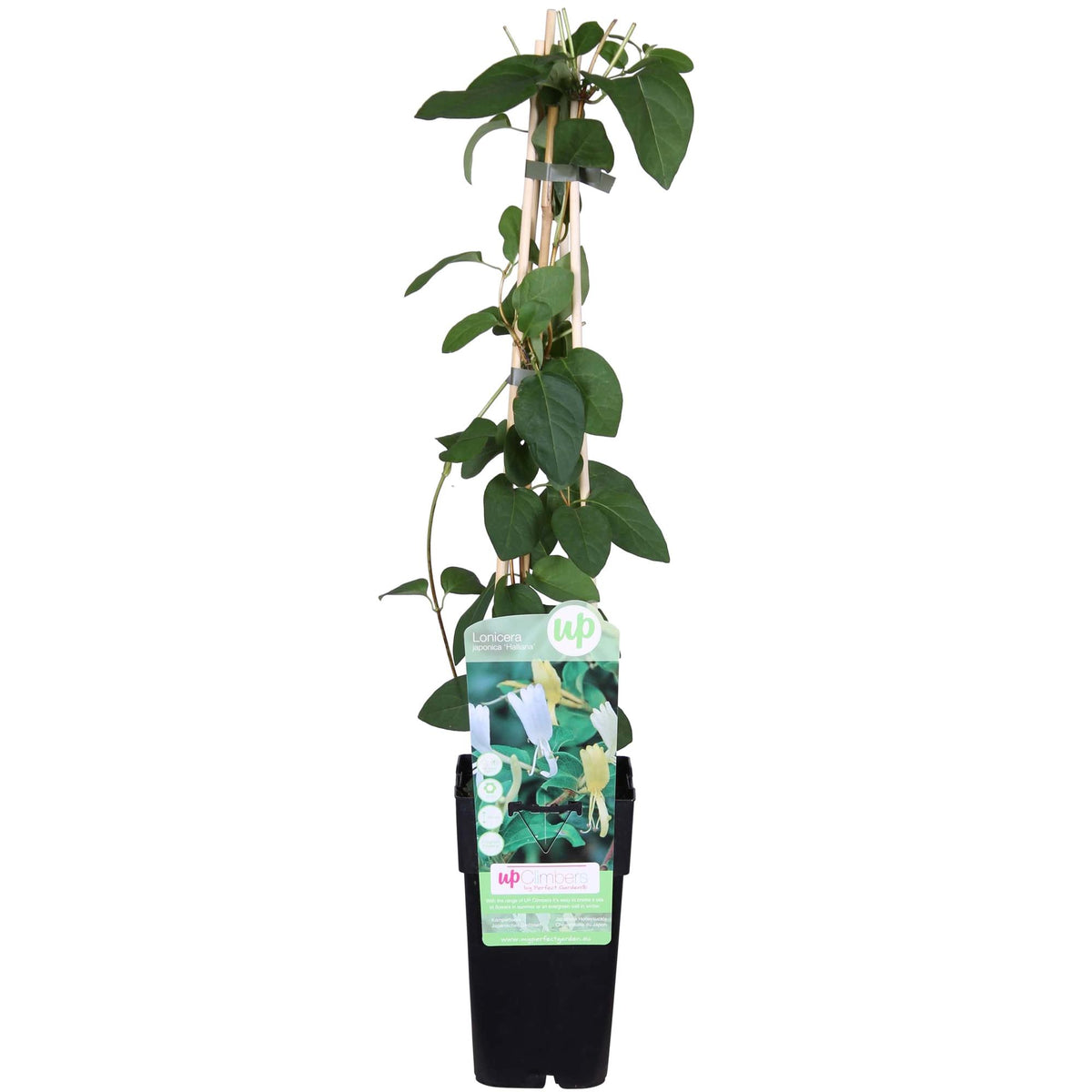 Lonicera japonica 'Halliana' (Japanese honeysuckle) – Ø15 cm, 65 cm high