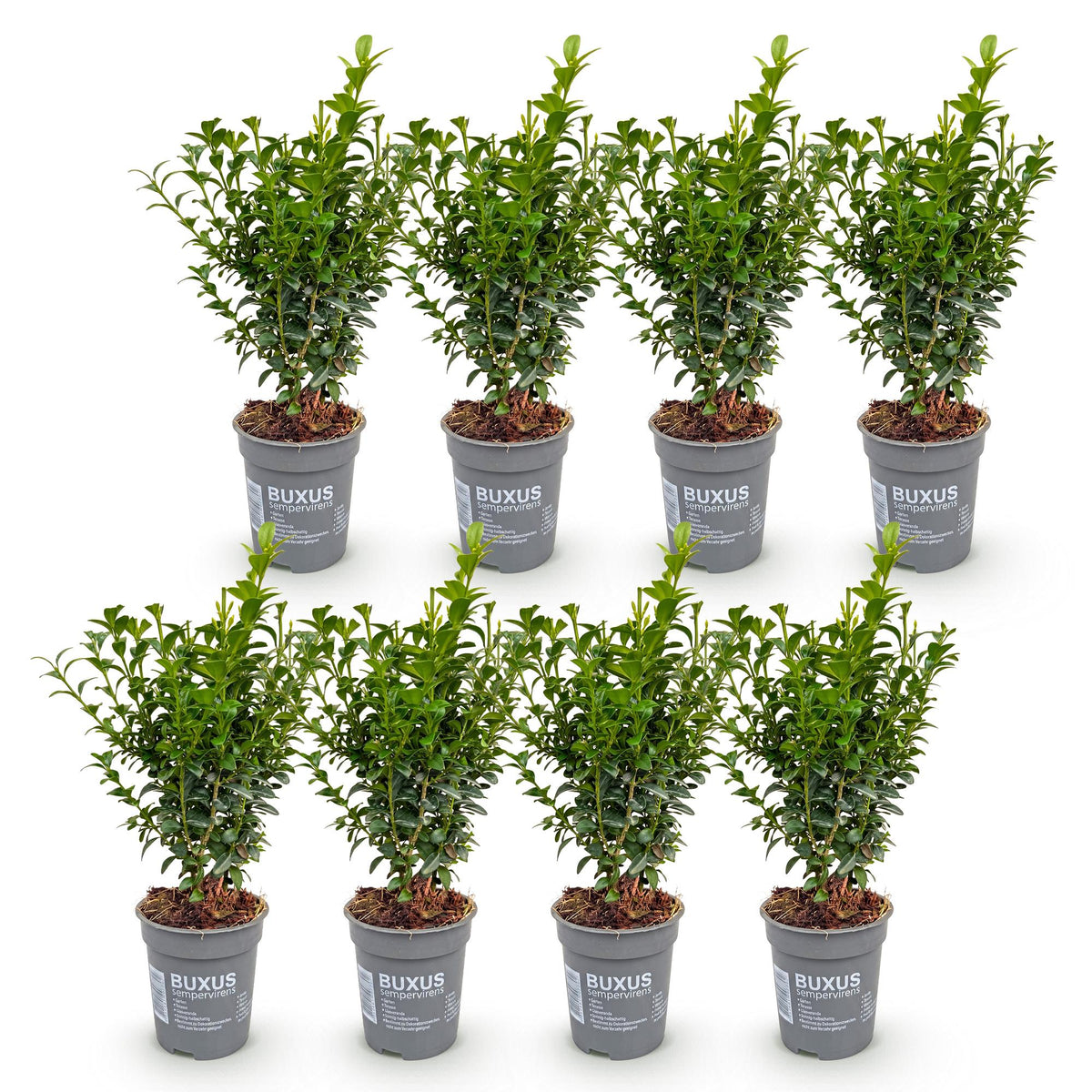 Buxus sempervirens (Buchsbaum) – 8 Pflanzen, Ø 9 cm, 20–25 cm hoch