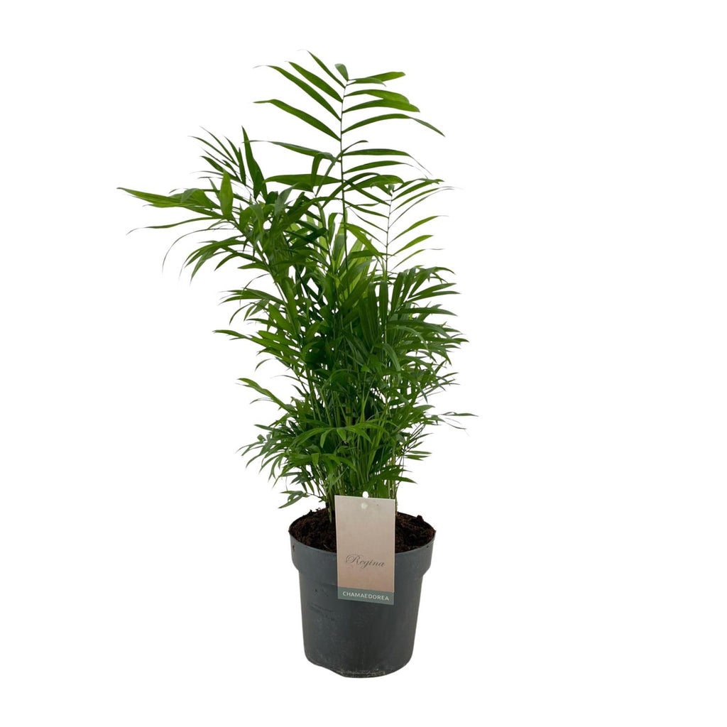 Chamaedorea elegans (Bergpalme) – Ø 17 cm, 50 cm hoch