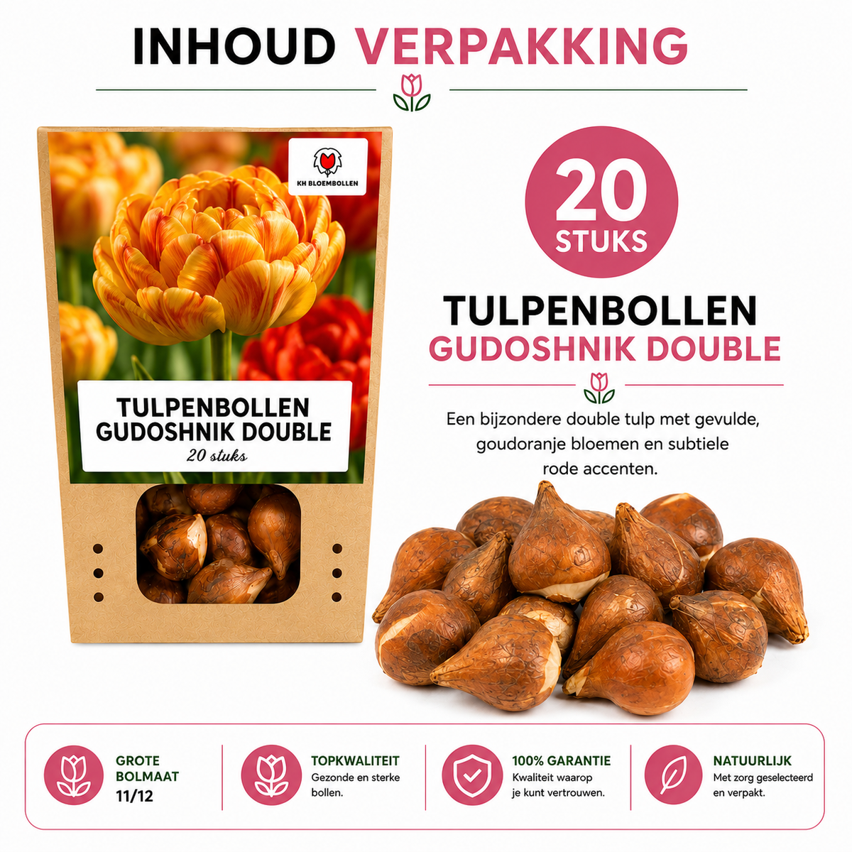 Tulipe 'Gudoshnik Double' – 20 bulbes (calibre 11/12)