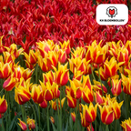 Tulp 'Fire Wings' – 20 bloembollen (bolmaat 11/12)