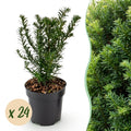 Taxus baccata (if