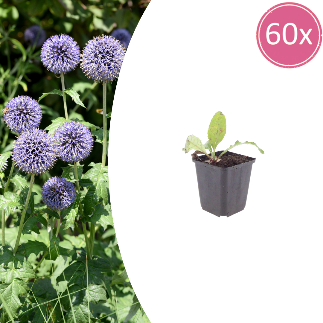Echinops ritro (chardon à boule) – 60 plantes, Ø9 cm, 10–25 cm de haut