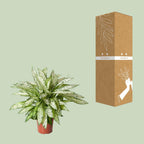 Dieffenbachia Vesuvius – Ø 27 cm, 80 cm hoch
