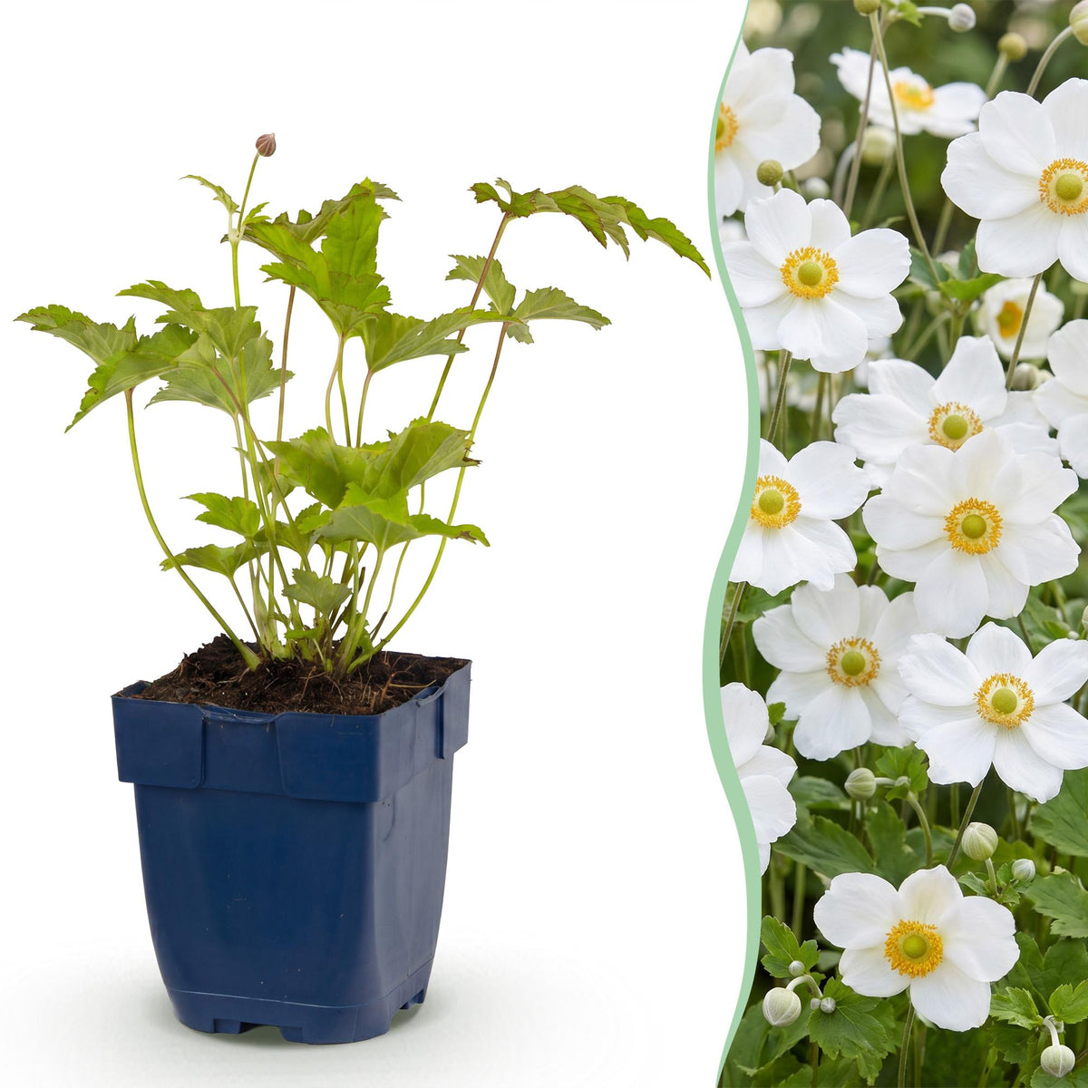 Anemone hybr. 'Hon. Jobert' (Herbstanemone) – weiß – Ø 11 cm, 15–25 cm hoch