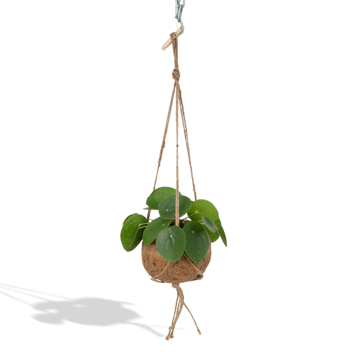 Pilea peperomiodes en kokodama (boule de fibre de coco) – Ø15 cm, 20 cm de haut