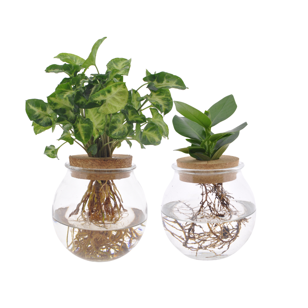 2× Kuleglas Duo Clusia/Syngonium Green – Ø12 cm, 30 cm høj