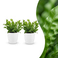 2× Asplenium Crispy Wave (fugleredbreg) i Potter-pyntepotte hvid – Ø12 cm, 30 cm høj