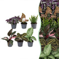 6× Surprise box of houseplants – Ø6 cm, 5–15 cm high