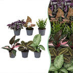 6× Surprise box of houseplants – Ø6 cm, 5–15 cm high