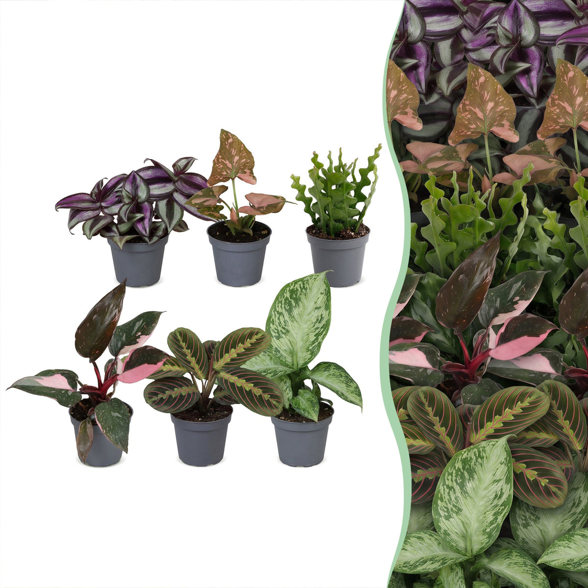 6× Überraschungsbox Zimmerpflanzen – Ø6 cm, 5–15 cm hoch