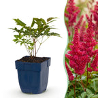 Astilbe 'Fanal' (fjerbuk) – rød – 24 planter, Ø11 cm, 15–25 cm høj