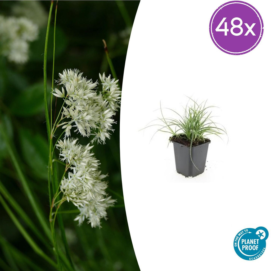 Luzula nivea (Schneegänseblümchen) – 48 Pflanzen, Ø9 cm, 10–25 cm hoch – Bild 2