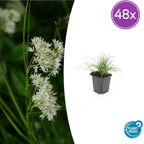 Luzula nivea (Schneegänseblümchen) – 48 Pflanzen, Ø9 cm, 10–25 cm hoch