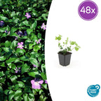 Vinca major (Gewöhnlicher Efeutute) – 48 Pflanzen, Ø9 cm, 10–25 cm hoch