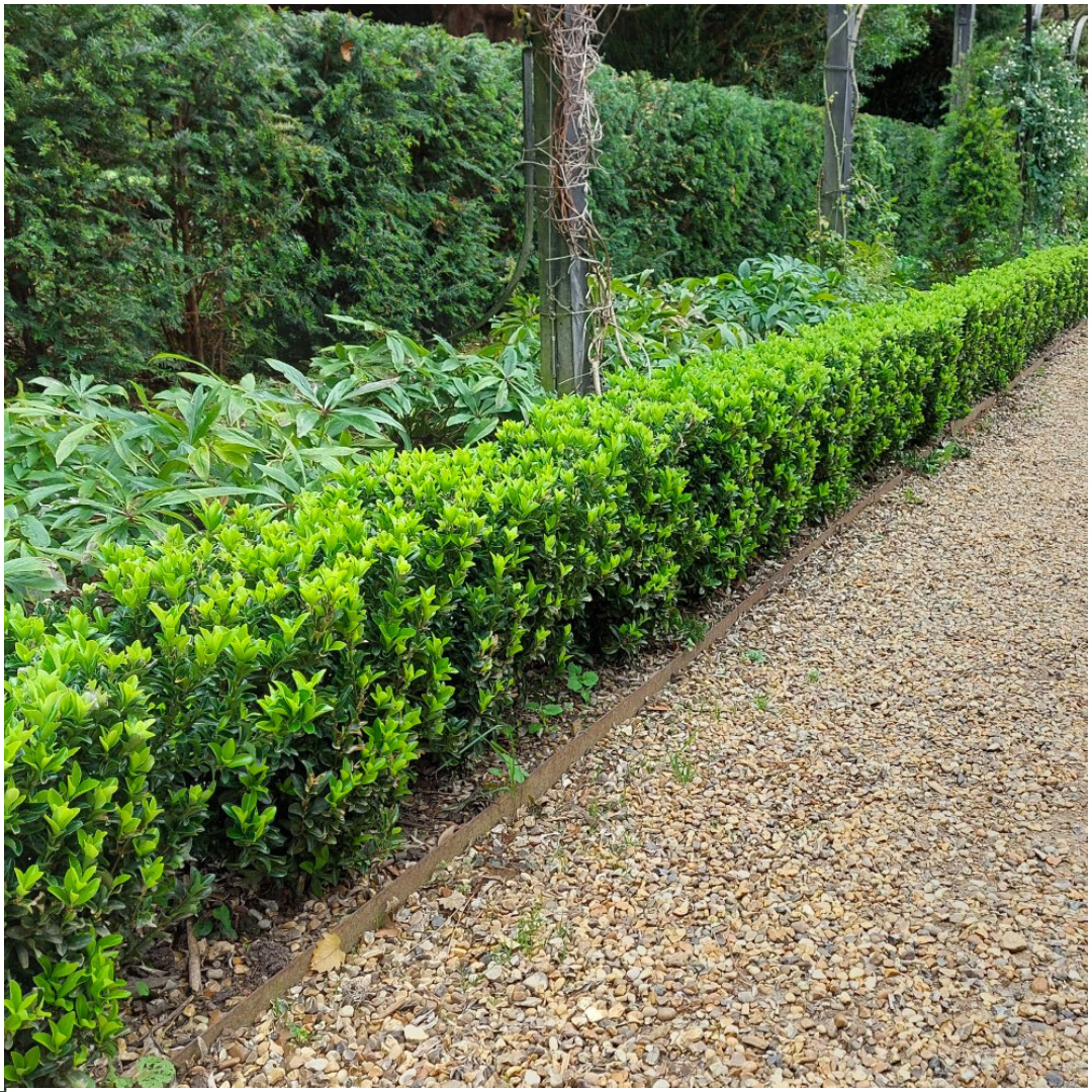 Euonymus 'Green Spire' (burning bush) – 12 plants, Ø7 cm, 15 cm high – art. 37806 – photo 2