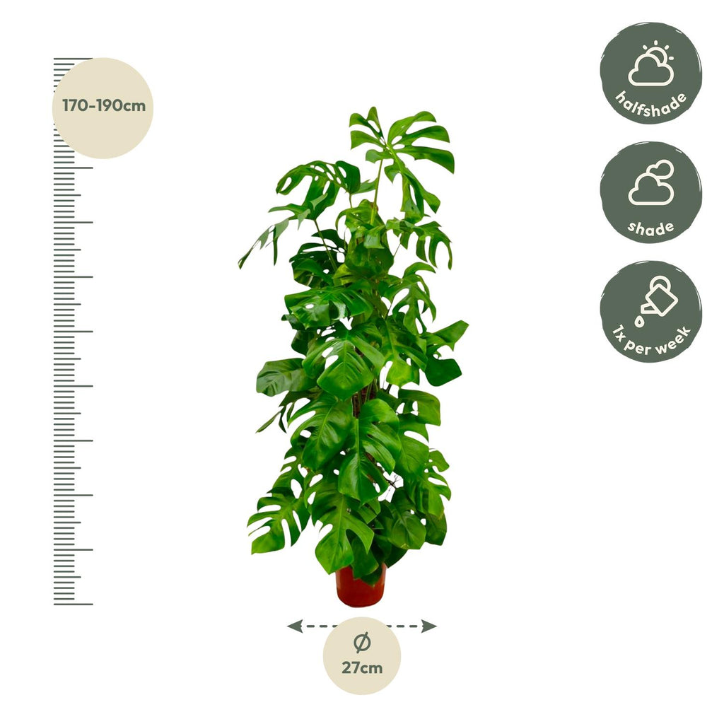 Monstera deliciosa XXL (Swiss cheese plant) – Ø27 cm, 180 cm high – photo 2
