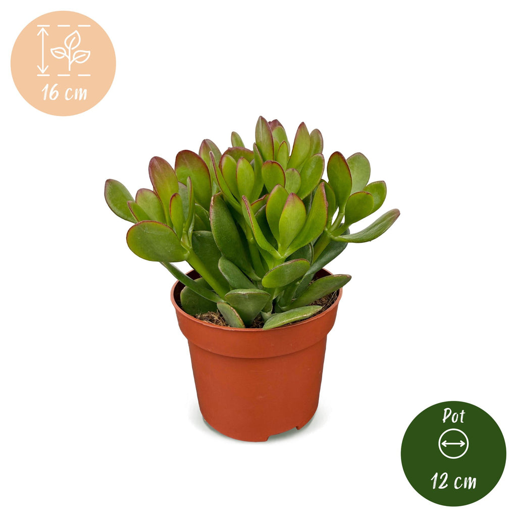 4× Crassula ovata (jadeplante) – Ø12 cm, 16 cm høj