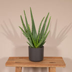 Aloe vera – Ø12 cm, 40 cm høj