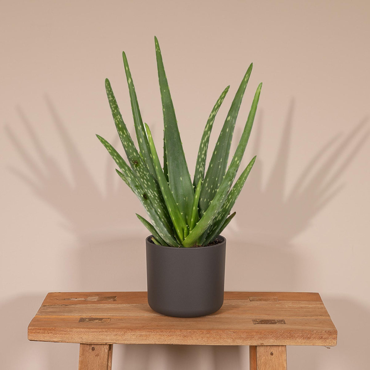 Aloe vera – Ø12 cm, 40 cm høj