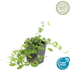 Vinca minor (Gewöhnlicher Immergrün) – 24 Pflanzen, Ø9 cm, 10–25 cm hoch