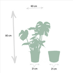 Strelitzia nicolai (Monstera) med kurv selin – Ø19 cm, 85 cm høj