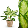 Dieffenbachia met mand – Ø17 cm, 45–50 cm hoog