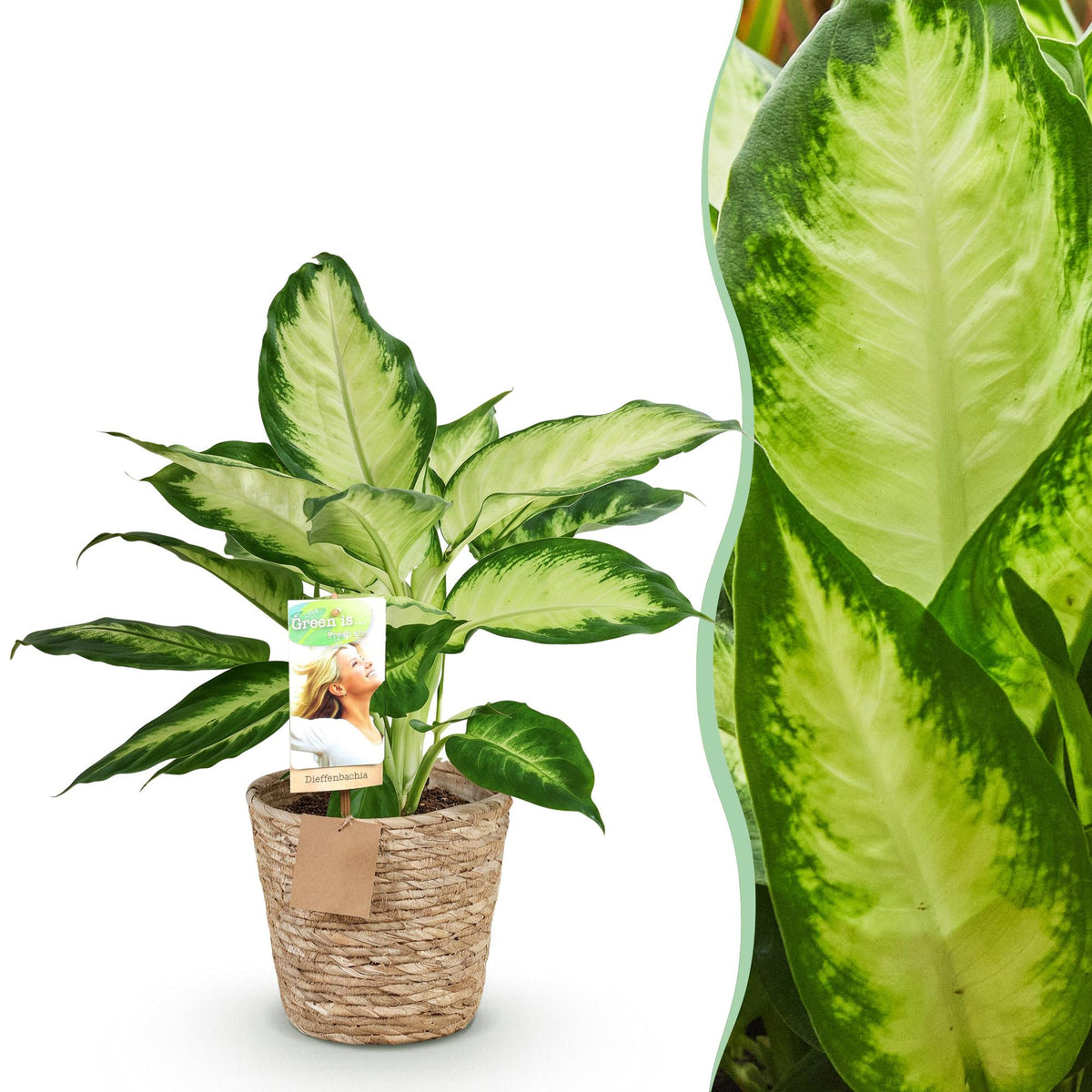 Dieffenbachia met mand – Ø17 cm, 45–50 cm hoog