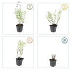 Nepeta ‘Walker’s Low’ (catmint) – 12 plants, Ø9 cm, 10–25 cm high