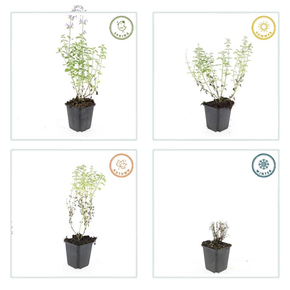 Nepeta ‘Walker’s Low’ (catmint) – 12 plants, Ø9 cm, 10–25 cm high – photo 5