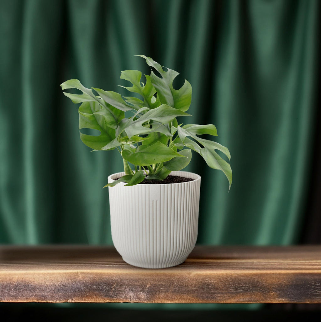 Monstera Minima (mini-monstera) – Ø12 cm, 25 cm hoog