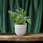 Monstera Minima (mini-monstera) – Ø12 cm, 25 cm hoog
