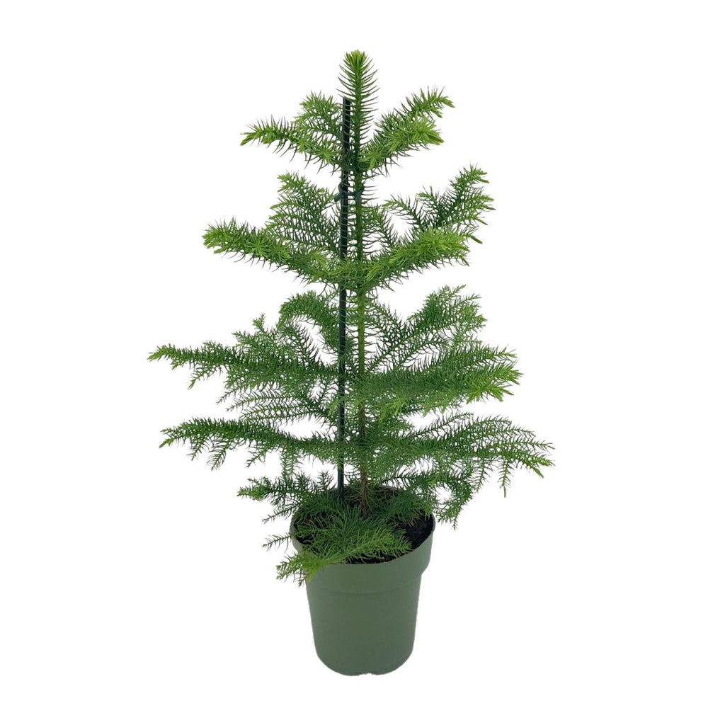 Araucaria Heterophylla (kamerden) – Ø14 cm, 40 cm hoog