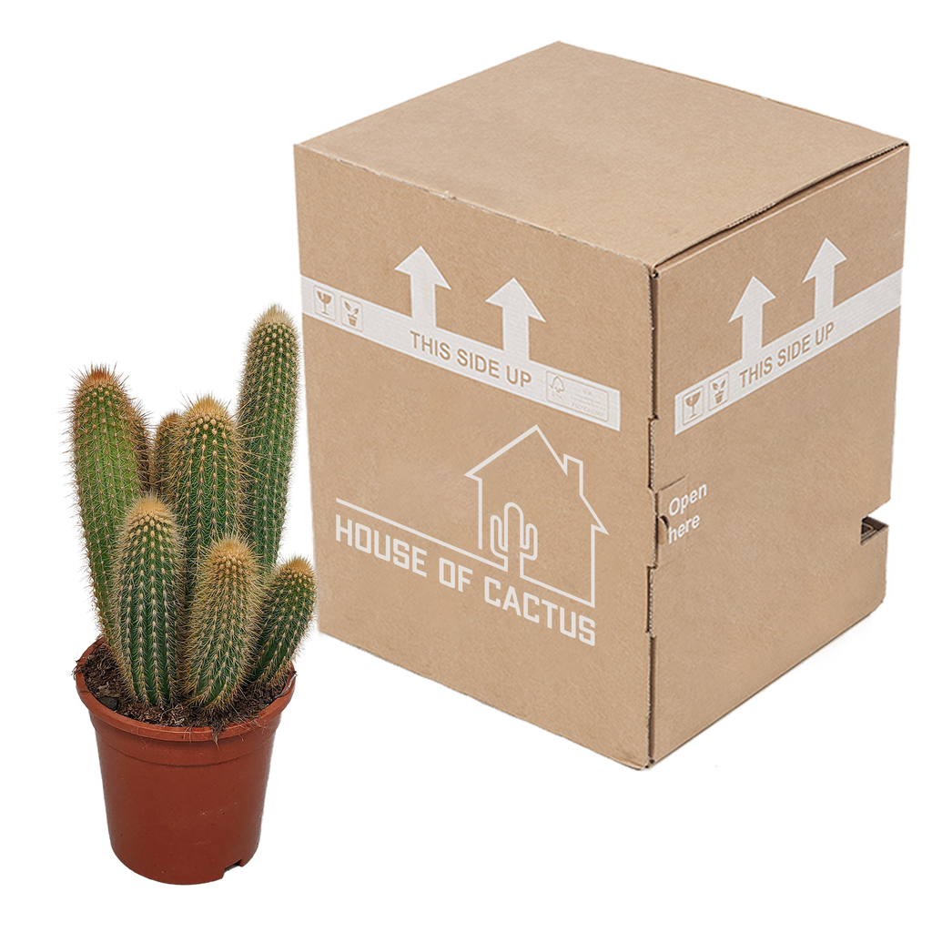 Vatricania guentheri (Cactaceae) sans pot décoratif – Ø17 cm, 40 cm de haut