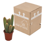 Vatricania guentheri (Cactaceae) sans pot décoratif – Ø17 cm, 40 cm de haut