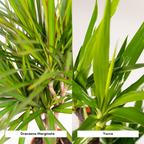Dracaena (dragehir) – Ø21 cm – yucca
