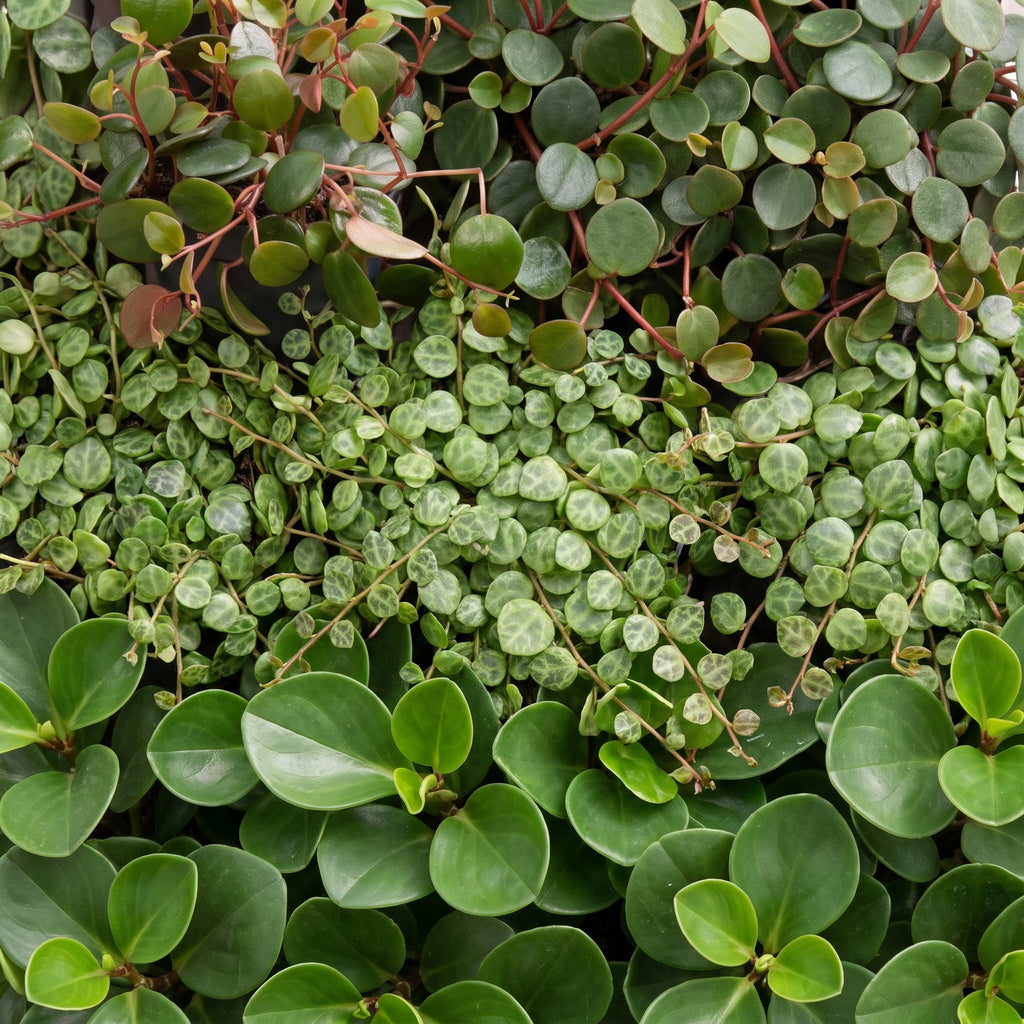 3× Baby Peperomia Mix incl. Linnea Olive – Ø6 cm, 5–15 cm de haut