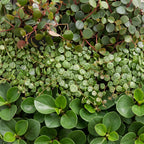 3× Baby Peperomia Mix incl. Linnea Olive – Ø6 cm, 5–15 cm de haut