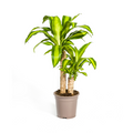 Dracaena fragrans Massangeana (Drachenbaum) – Ø 19 cm, 70–90 cm hoch