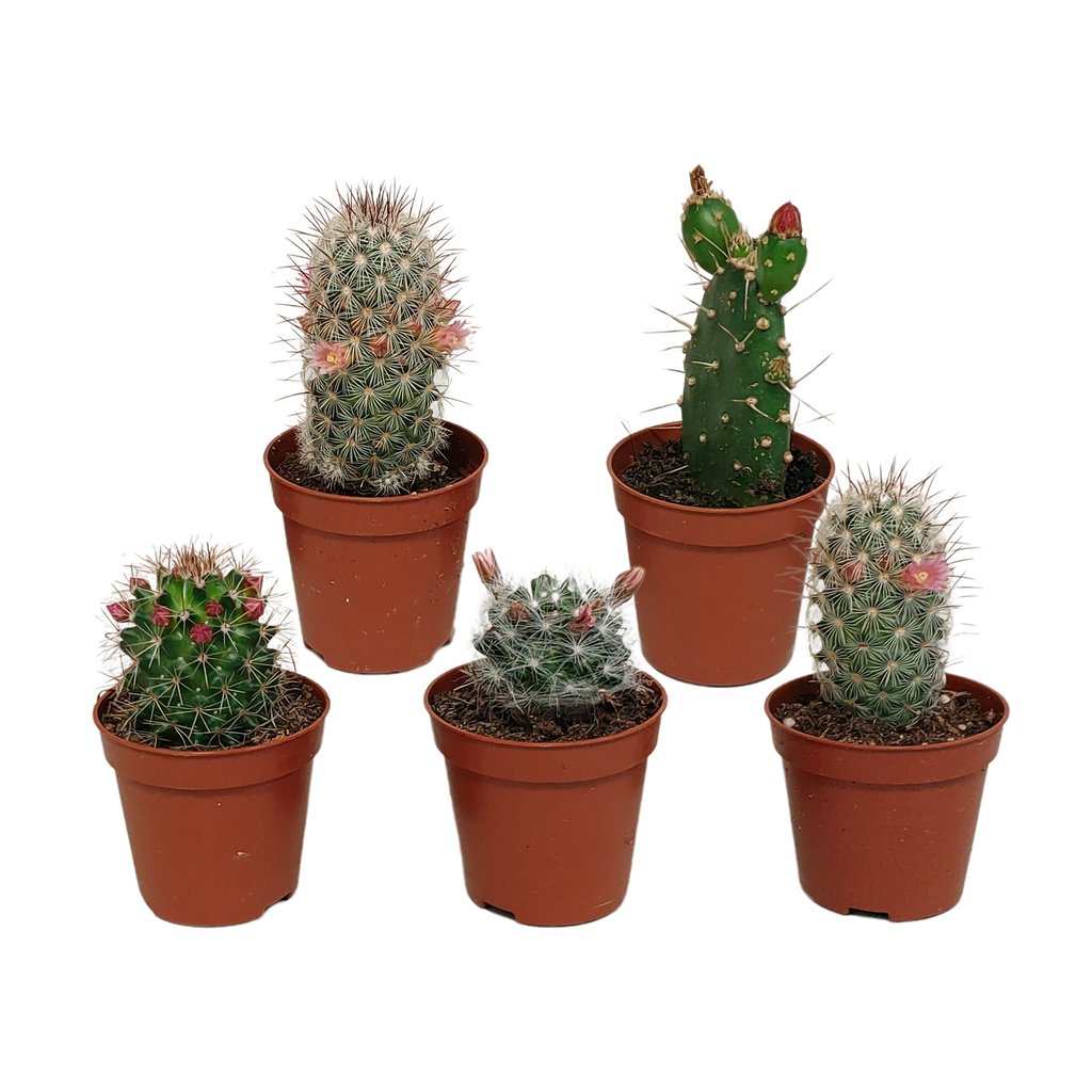 5× Cactus mix (Cactaceae) sans pot décoratif – Ø6 cm, 13 cm de haut