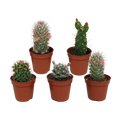 5× Cactus mix (Cactaceae) sans pot décoratif – Ø6 cm, 13 cm de haut