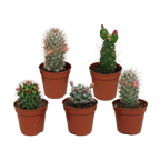 5× Cactus mix (Cactaceae) sans pot décoratif – Ø6 cm, 13 cm de haut