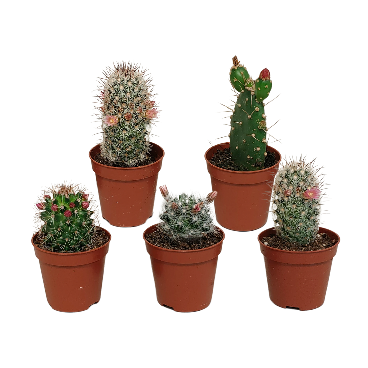 5× Cactus mix (Cactaceae) sans pot décoratif – Ø6 cm, 13 cm de haut