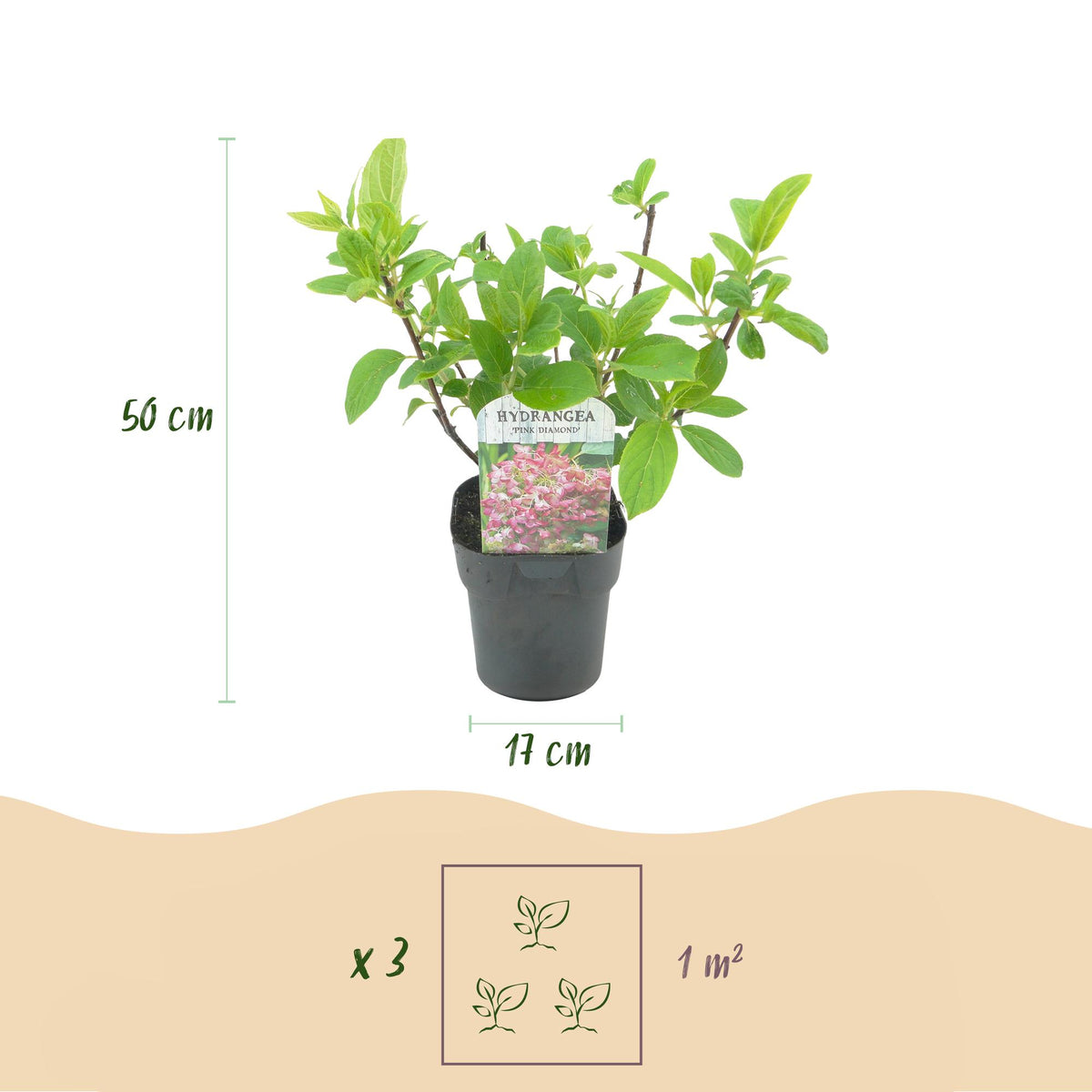 Hydrangea panniculata 'Pink Diamond' (hortensia) – roze-wit – Ø17 cm, 50 cm hoog