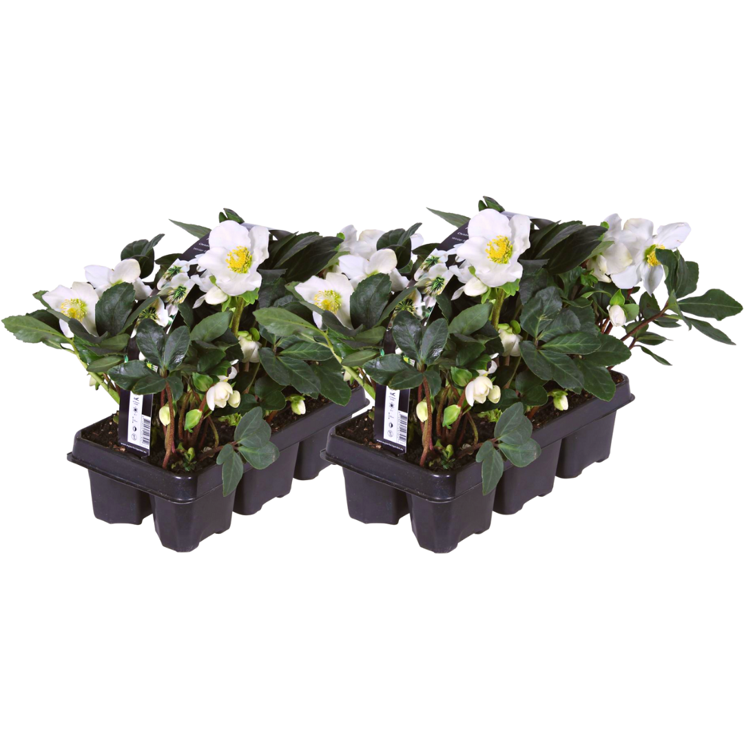 Helleborus niger 'Christmas Carol' (kerstroos) – 12 planten, 15 cm hoog – foto 2
