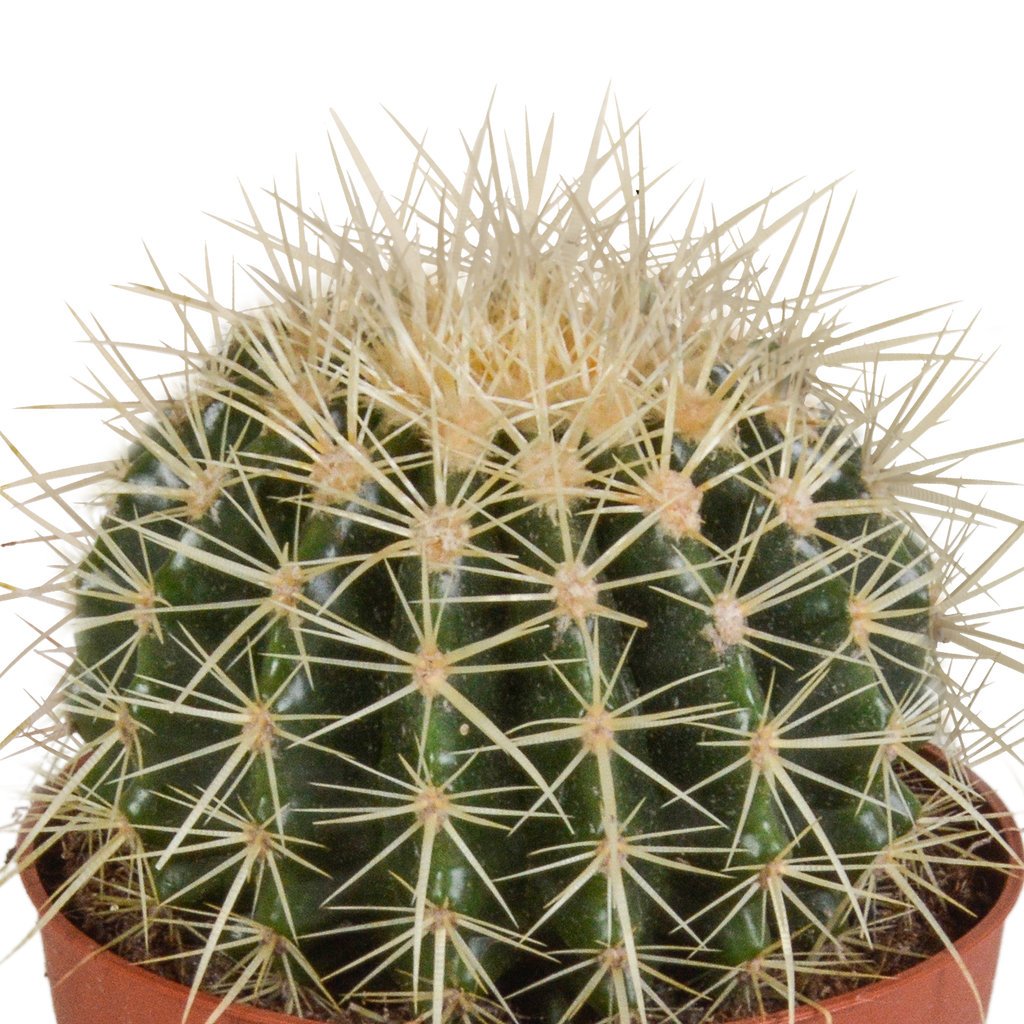 Echinocactus grusonii (Cactaceae) – Ø12 cm, 23 cm hoog